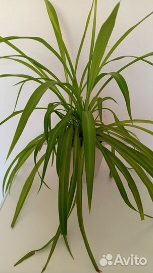 Хлорофитум