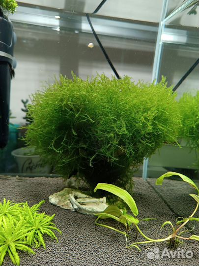 Дерево из мха для аквариума