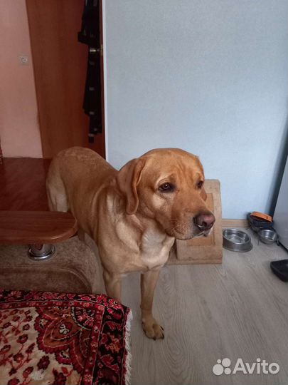 Собака вязка