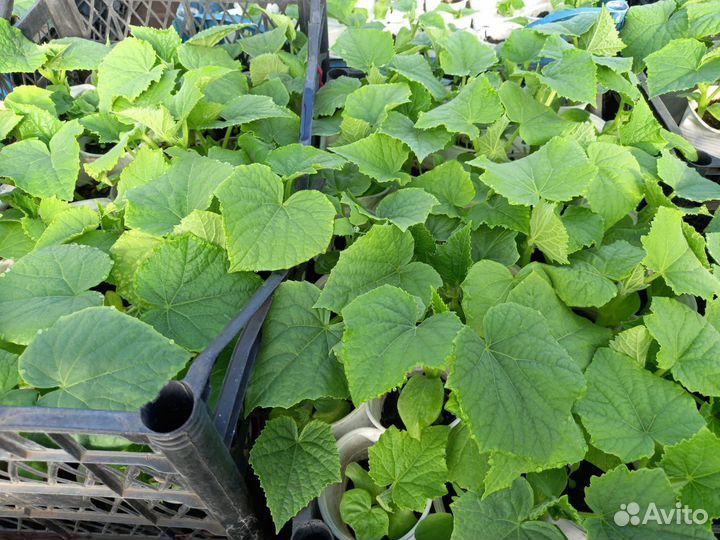 Рассада разная