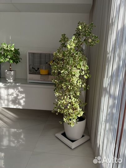 Фикус Триангулярис