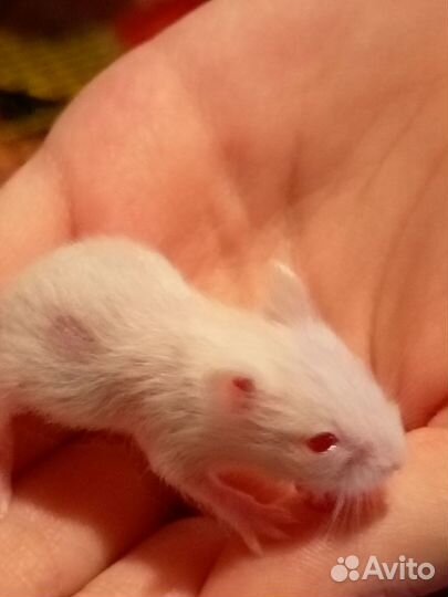 Джунгарский хомяк