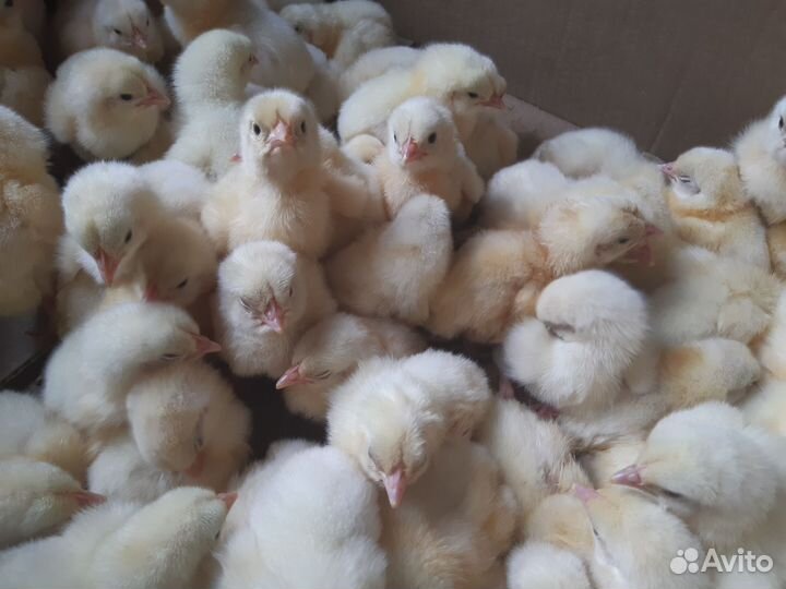 Цыплята бройлеры кобб 500