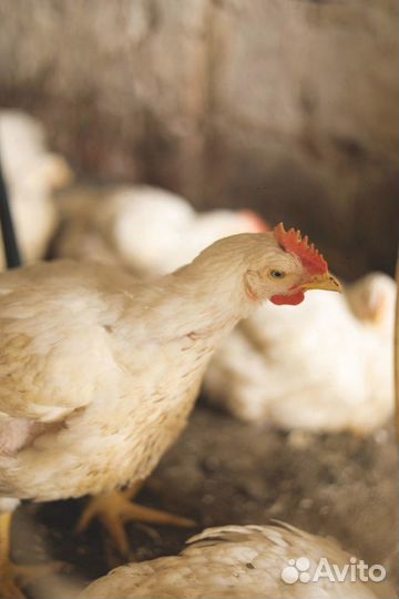 Домашний бройлер