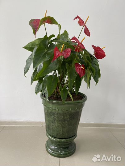 Антуриум и спатифиллум женское и мужское счастья