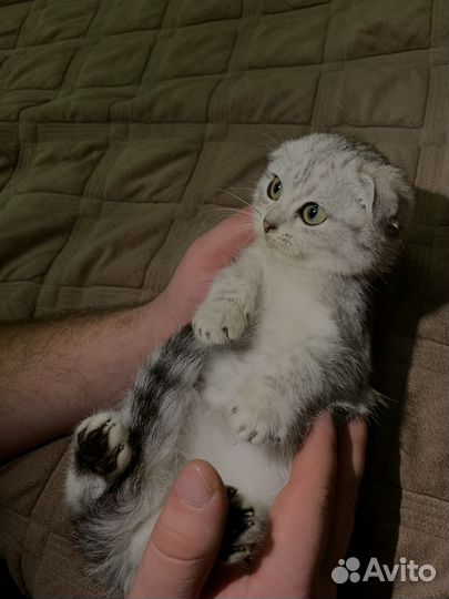 Вислоухая кошка