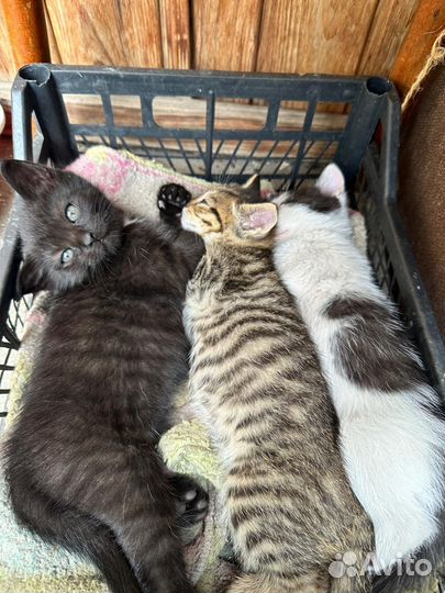 Котята в добрые руки