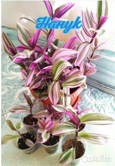 Традесканции разные ч.1