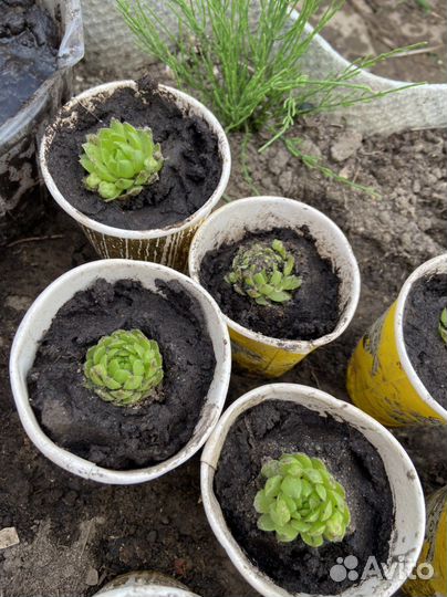 Молодило каменная роза