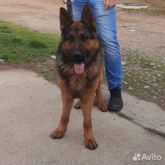 Немецкая овчарка в добрые руки