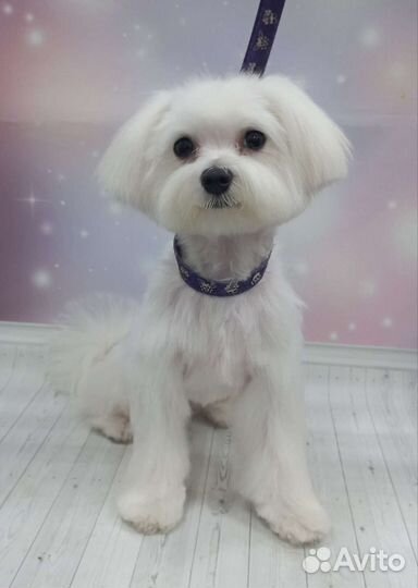 Стрижка собак и кошек