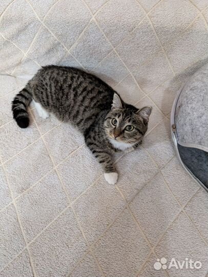 Приличный котик