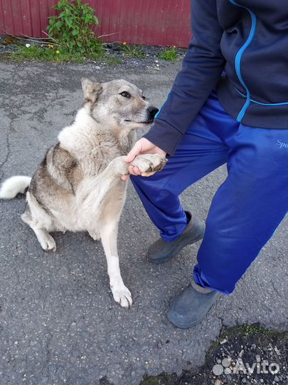 Собака в добрые руки