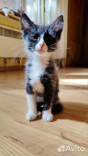 Смешные котики