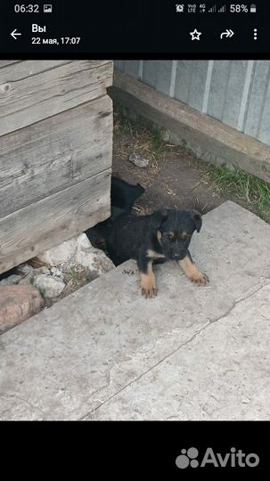 Щенки от немецкой овчарки