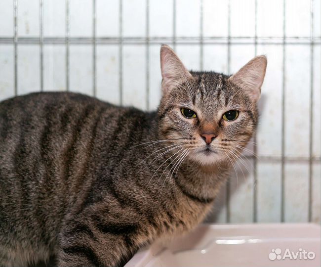 Кошки в добрые руки