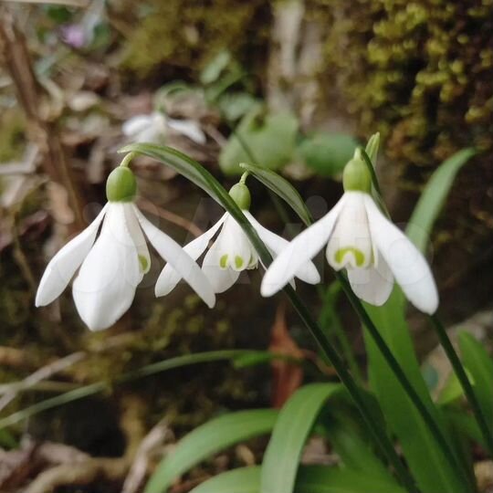 Участок 15 сот. (СНТ, ДНП)