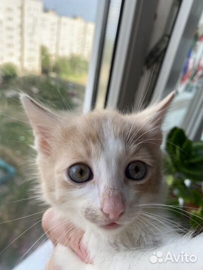 Мальчик в ответственные руки