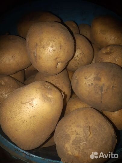 Продам картофель крупный