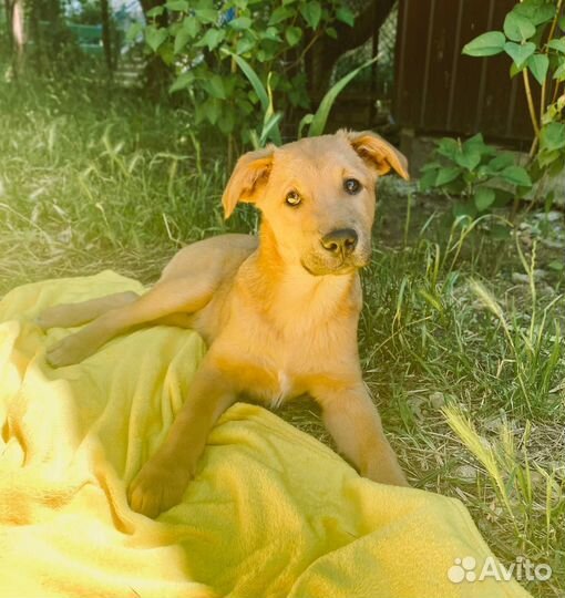 Щенки в добрые руки