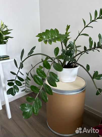 Замиокулькас