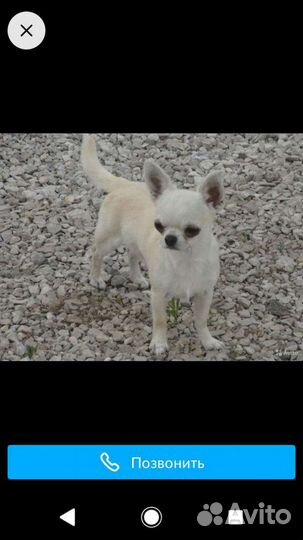 Вязка чихуа