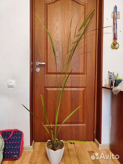 Финиковая пальма 4 года