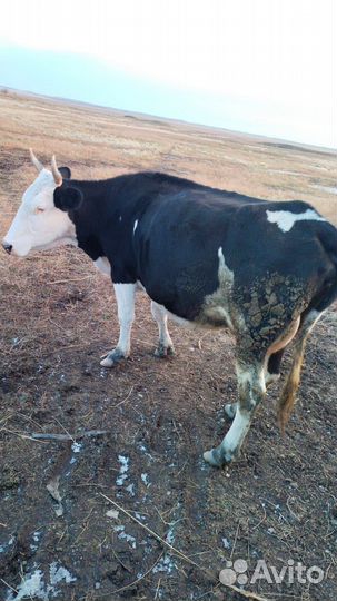 Коровы дойные молочные