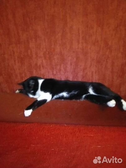 Активная кошка