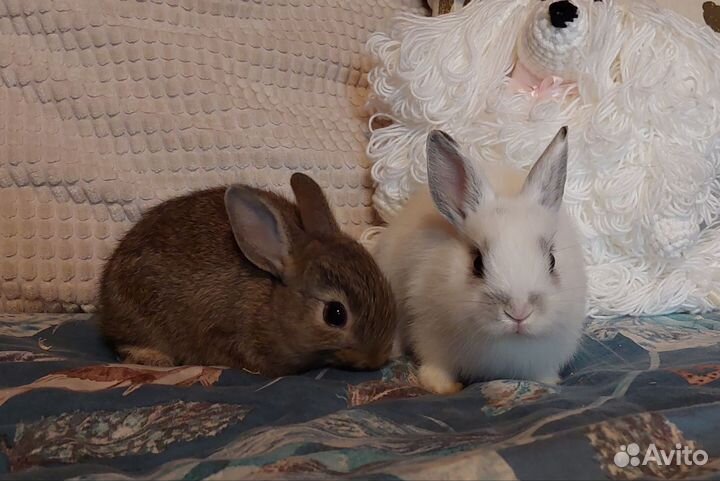 Декоративные карликовые крольчата