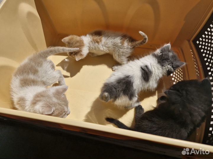 Отдам котят в добрые руки