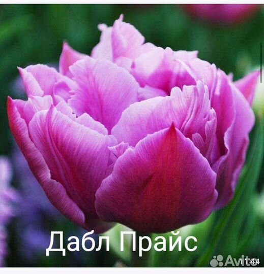 Луковицы тюльпанов, нарциссов