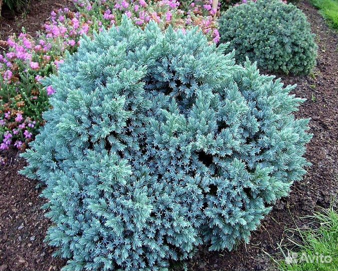 Можевельник Блю Стар