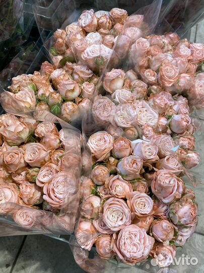 Пионовидные розы