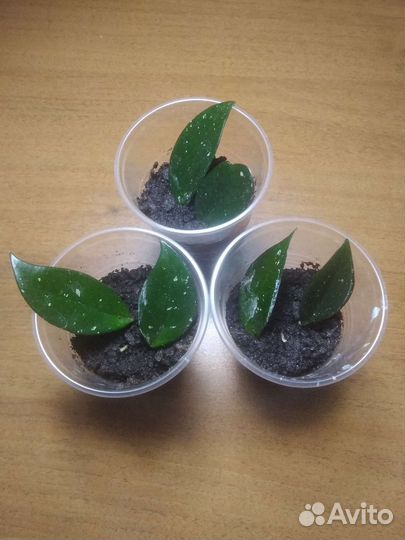 Хойя, гиппеаструм