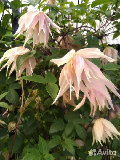 Семена княжика