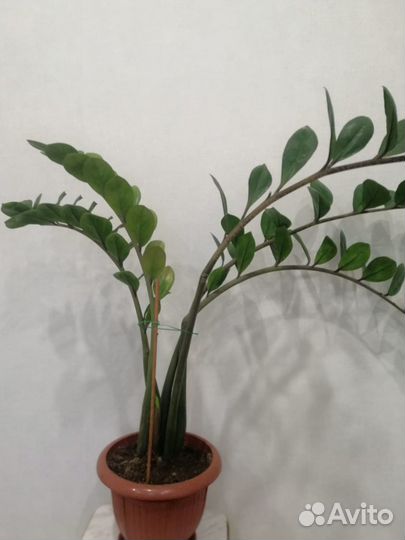 Замиокулькас денежное дерево