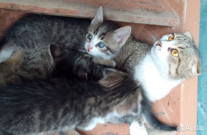 Отдам котят в добрые руки