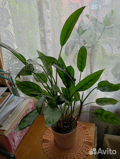 Фикус. Аглаонема Мария