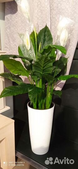 Декоративное растение Спатифиллум