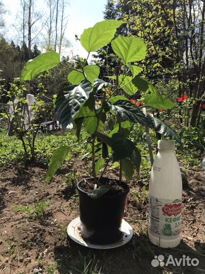 Гибискус, китайская роза