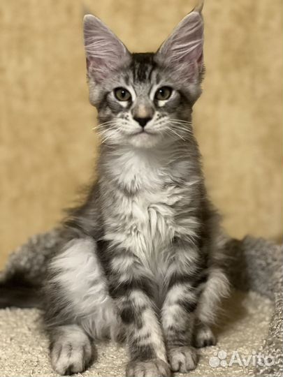 Кошечка