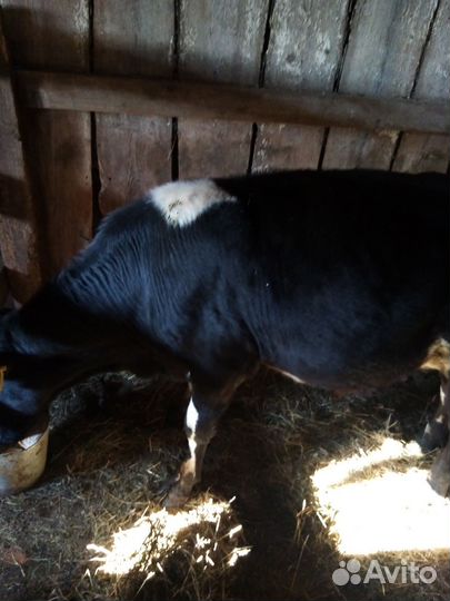 Бычок и телочка