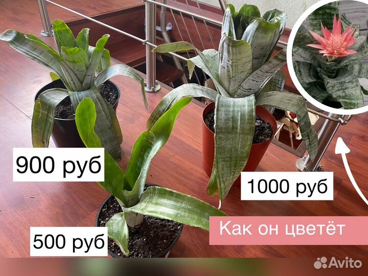 Комнатные цветы домашние растения цветы в кашпо