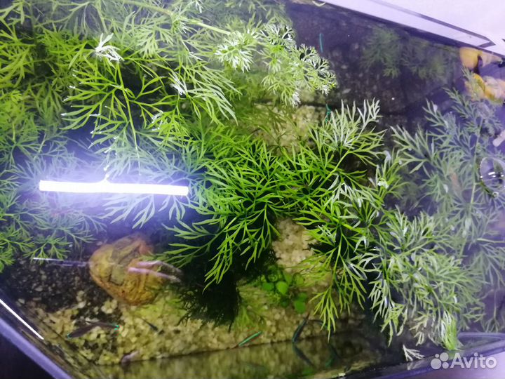 Аквариумные растения