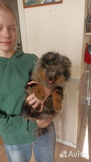 Собака эксклюзив