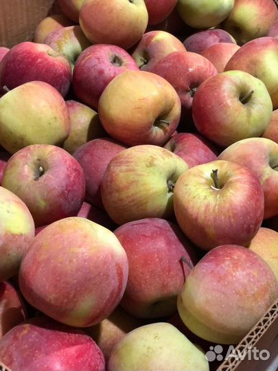 Яблоки