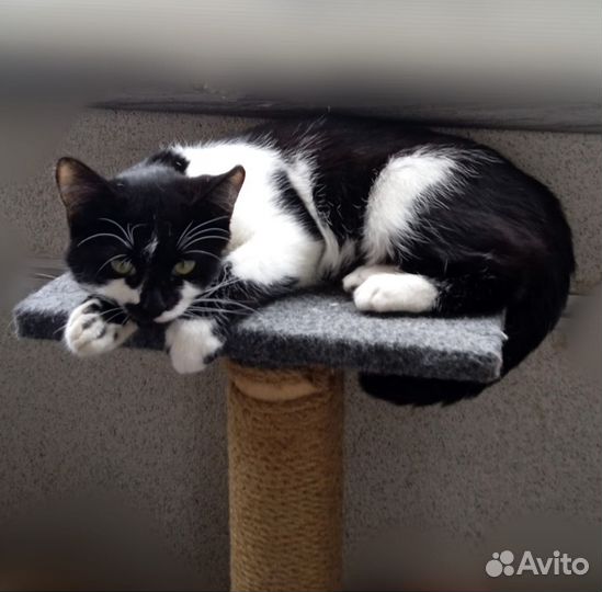 Кошка в дар