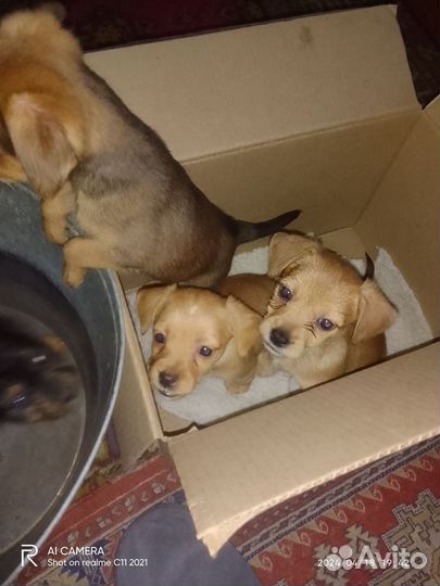 Маленькая собака