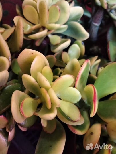 Суккуленты